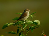 Red-backed Shrike (Lanius collurio)