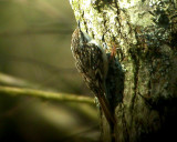 Short-toed Treecreeper (Certhia brachydactyla), Trdgrdstrdkrypare