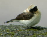 Black-eared Wheatear (Oenanthe hispanica), Medelhavsstenskvtta