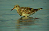 Pectoral Sandpiper (Calidris melanotos), Tuvsnppa, Rnnen 2002