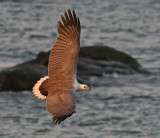 White-bellied Sea Eagle (Haliaetus leucoryphus)