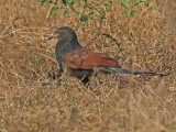 Greater Coucal (Centropus sinensis)