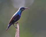 Purple Sunbird (Nevtarinia asiatica)
