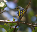 Scarlet Minivet (Pericrocotus flammeus)