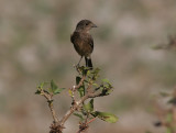 Pied Bushchat (Saxicola caprata)