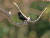 Pied Bushchat (Saxicola caprata)