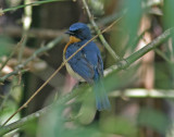 Tickells Blue Flycatcher (Cyornis tickelliae)