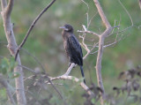 Little Cormorant (Phalacrocorax niger)