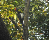 White-bellied Woodpecker (Dryocopus javensis)