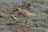 Lesser Sand Plover (Charadrius mongolus)