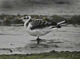 Little Gull (Larus minutus)