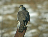 Northern Goshawk (Accipiter gentilis)