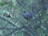 Dartford Warbler (Sylvia undata), Provencesngare, Vombs fure 1994