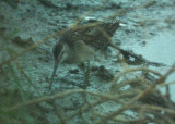 Long-billed Dowitcher (Limnodromus scolopaceus), Strre beckasinsnppa