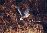 Rosss Gull (Rhodostethia rosea), Molln 1993