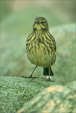 Rock Pipit (Anthus petrosus), Skrpiplrka