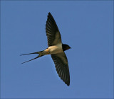 Barn Swallow (Hirundo rustica), Ladusvala