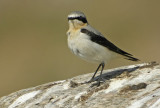 Northern Wheatear (Oenanthe oenanthe)