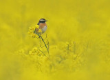 Whinchat (Saxicola rubetra), Buskskvtta