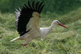White Stork (Ciconia ciconia), Vit stork