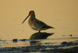 Common Snipe (Gallinago gallinago), Enkelbeckasin