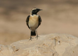 Black-eared Wheatear (Oenanthe hispanica)