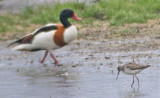 Marsh Sandpiper (Tringa stagnatilis), Dammsnppa, Rnnen 2007