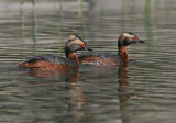 Horned Grebe (Podiceps auritus)