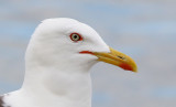 Lesser Black-backed Gull (Larus Fuscus)