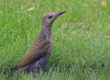 European Green Woodpecker (Picus viridis)