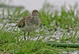 Common Sandpiper (Actitis hypoleucos), Drillsnppa