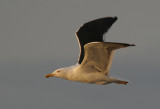 Lesser Black-backed Gull (Larus Fuscus)