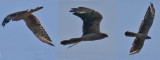 Montagus Harrier (Circus pygargus)