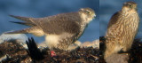 Peregrine Falcon (Falco peregrinus)