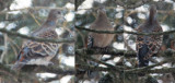 Oriental Turtle Dove (Streptopelia orientalis)
