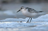 Sanderling (Calidris alba)