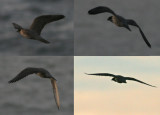 Gyr Falcon (Falco rusticolus)