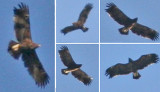 Greater Spotted Eagle (Aquila clanga)