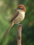 Brown Shrike (Lanius cristatus)