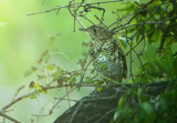 Scaly Thrush (Zoothera dauma)