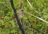 Black-faced Bunting (Emberiza spodocephala)