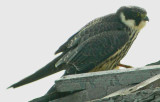 Eurasian Hobby (Falco subbuteo), Lärkfalk