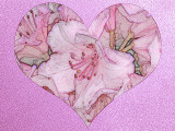 Rhododendron Heart.jpg