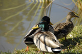 duckies