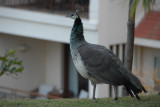 peahens at Ananda