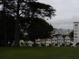 Painted Ladies on a Gray Day