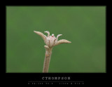 Snowball Bush Bud
