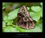Blue Morpho