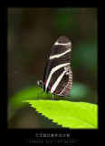 Zebra Longwing