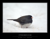 Dark-eyed Junco